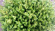 Pianta buxus rotondifolia usato  Terlizzi