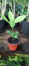 Meyer lemon tree for sale  Fountain