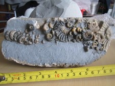 Superb promicroceras ammonite for sale  CARDIFF