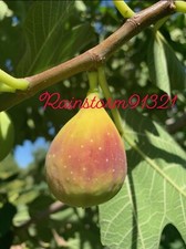 Figue fraise californienne. d'occasion Figue fraise californienne. d'occasion  Expédié en France