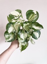 Manjula pothos plant for sale  Middletown