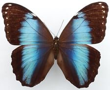 Morpho helenor extremus gebraucht kaufen  München