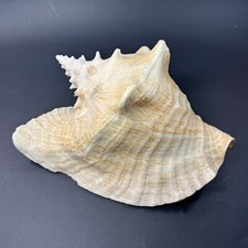 Natural queen conch for sale  Channahon
