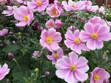 Hardy japanese anemone for sale  STONE