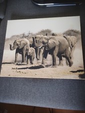 Tableau éléphant d'occasion  Saint-Cyr-sur-Mer