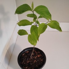 White flowering dogwood for sale  Leland