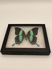 Real framed banded for sale  Owensboro