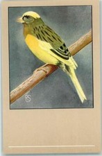 10268224 kanarienvogel vogel gebraucht kaufen  Deutschland