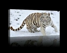 White tiger giclee for sale  Cass City
