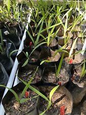 Sabal causiarum palm for sale  Little Elm