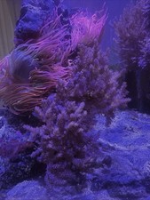 Purple kenya tree for sale  MANCHESTER