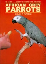African grey parrots for sale  UK