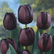 Tulip queen night for sale  WISBECH