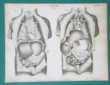 Human anatomy thyroid for sale  Manassas