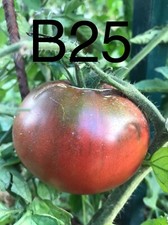 Graine tomate taille d'occasion  La Pacaudière