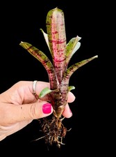 Neoregelia ufo chester for sale  USA