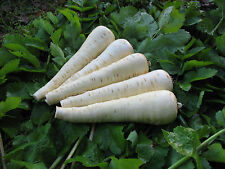 Parsnip palace 300 for sale  SALISBURY