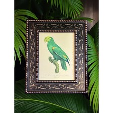 Framed barraband parrot for sale  Winterville