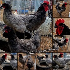 Bbs australorp hatching for sale  Canyon