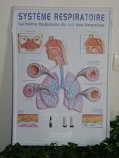 Affiche anatomique relief d'occasion  Tours-