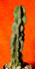 Cereus peruvianus cm gebraucht kaufen  Nürnberg