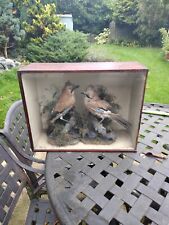 Taxidermy eurasian jays for sale  WOKINGHAM