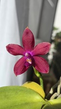 Rare phalaenopsis mituo for sale  LONDON