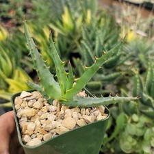 Aloe arborescens medicinal for sale  Fallbrook