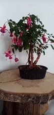 fuchsien gebraucht kaufen  Villingen-Schwenningen