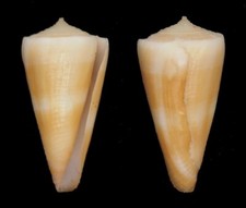 Coquillage collection conus d'occasion  Lyon VI