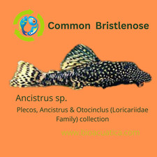 Pack ancistrus bushy d'occasion  Expédié en Belgium