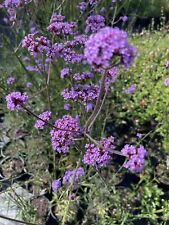 Verbena litre pot for sale  STOKE-ON-TRENT