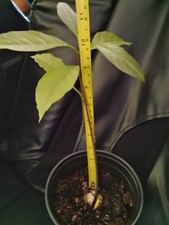 green hass avocado tree plant for sale green hass avocado tree plant for sale Oroville