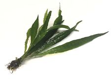 Java fern narrow for sale  PLYMOUTH