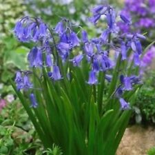 Hyacinthoides nonscripta engli for sale  MELTON MOWBRAY