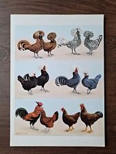 Vintage chicken prints for sale  DERBY