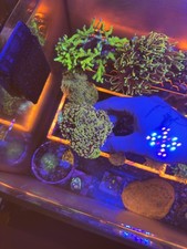marine fish coral for sale  EBBW VALE