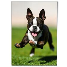 Playing boston terrier for sale  SELBY