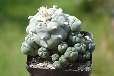Kaktus kakteen ariocarpus gebraucht kaufen  Deutschland