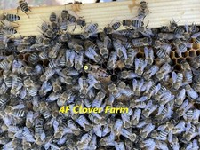 Live caucasian honey for sale  Johnson City