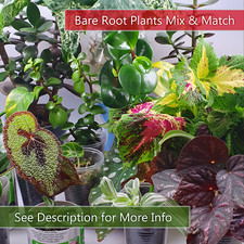 Well rooted cuttings for sale  LANARK