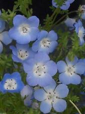 250 nemophila menziesii for sale  GRANTHAM
