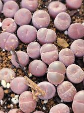 Imported purple lithops for sale  San Leandro