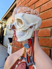 Life size detachable for sale  Lancaster