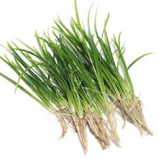 Sagittaria natans grass for sale  HOUNSLOW