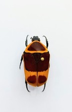 Entomology taxidermy pachnoda usato  Roma