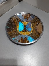 Rare blue morpho for sale  Fountain Hills