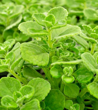 Succulent plectranthus tomento for sale  Hollister