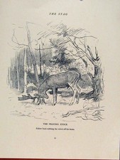 Old antique print for sale  UK