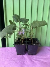 Plants eggplant plant for sale  Brooklyn